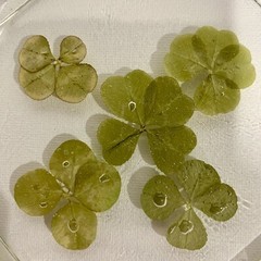 Lucky Four 4 Leaf Clover Window Hanging Sun Catcher w/ Ribbon & Hook Shamrock