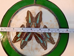 Decals of Common Bluebottle Butterfly’s between Stained Glass-Hangable