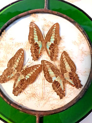 Decals of Common Bluebottle Butterfly’s between Stained Glass-Hangable