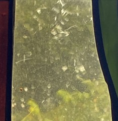 Unique Hand Made Stained / Leaded Glass Window Panel 18.5×10 Plant? Coffee?