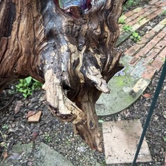 Handmade Driftwood & Resin Suncatcher Coastal Boho Hanging Garden Art 19X7″
