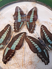 Decals of Common Bluebottle Butterfly’s between Stained Glass-Hangable
