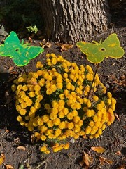 Suncatcher Acrylic Butterfly Set of (2) Yellow & Green 6” Wide x 4″ Tall x 24”
