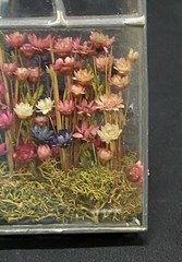 Vintage dried flower shadow box Sun catcher in glass/iron hand crafted in Poland