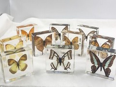 Butterfly in Resin,Blue Yellow Orange Butterfly Display and paper weight