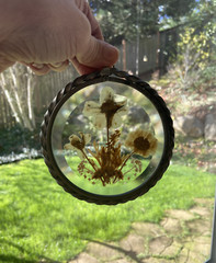 Vintage Sun Catcher Pressed Dried Flowers Clear Glass Wall Decor 4″ Cottage Core