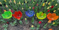 Suncatcher Tulip Set of (3) 4″ x 2½” Solar Neon Fluorescent Red,Yellow, Green